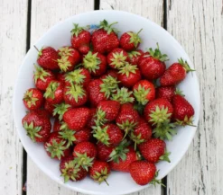 Dehner Gourmet Garten Erdbeere 'Mara des Bois', 4er-Set