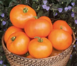 Dehner Gourmet Garten Fleischtomate, orange