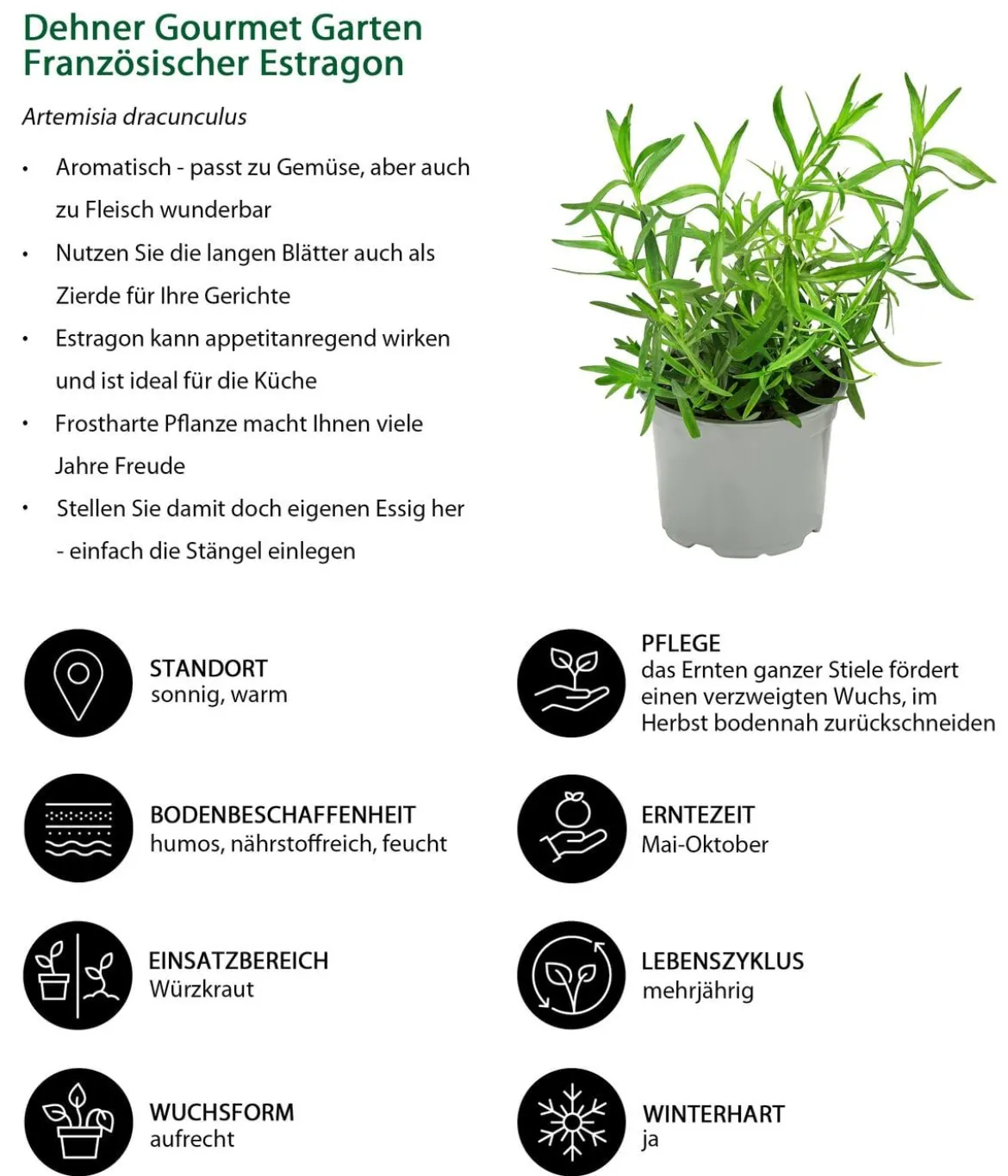 Dehner Gourmet Garten Französischer Estragon