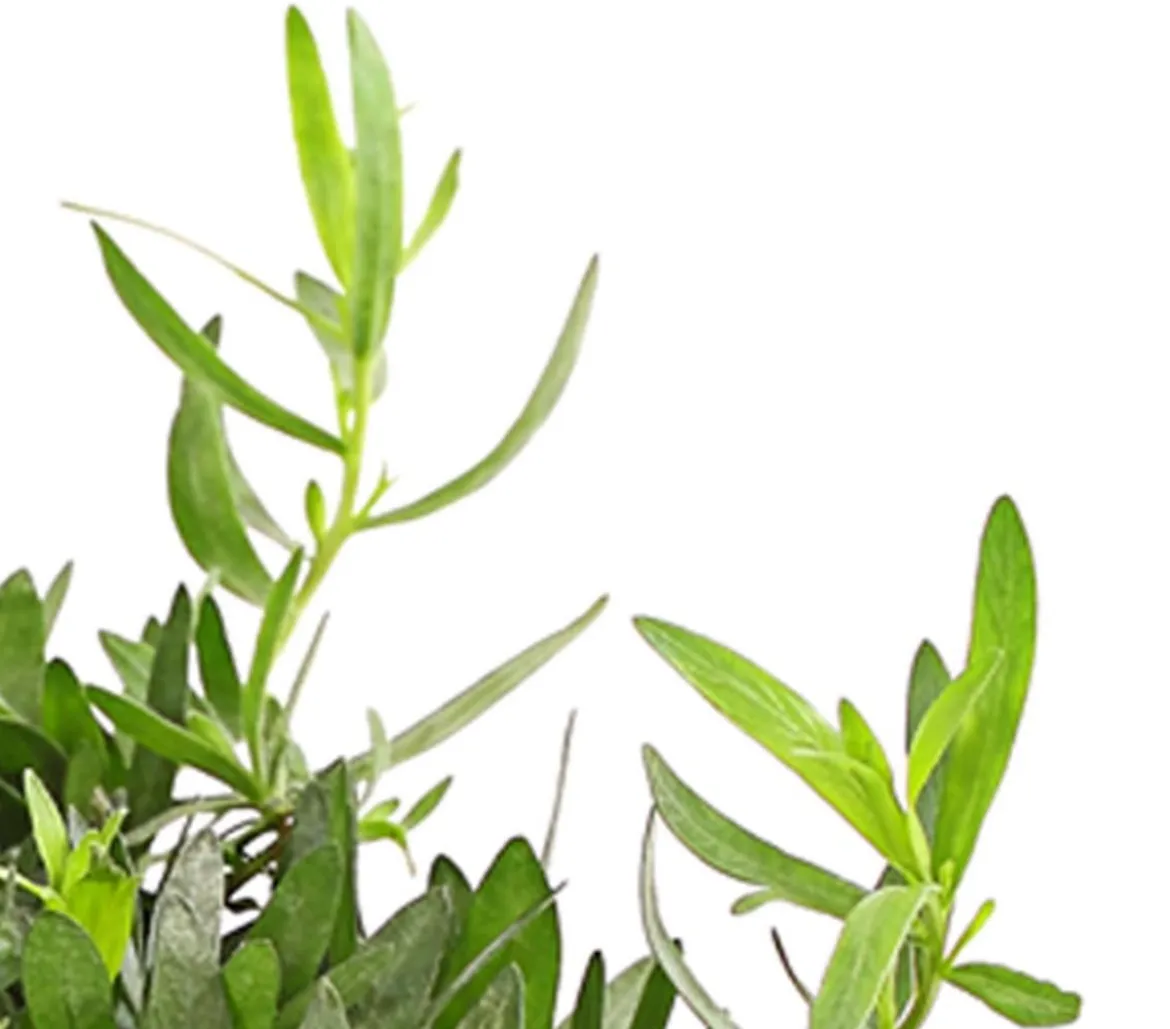 Dehner Gourmet Garten Französischer Estragon