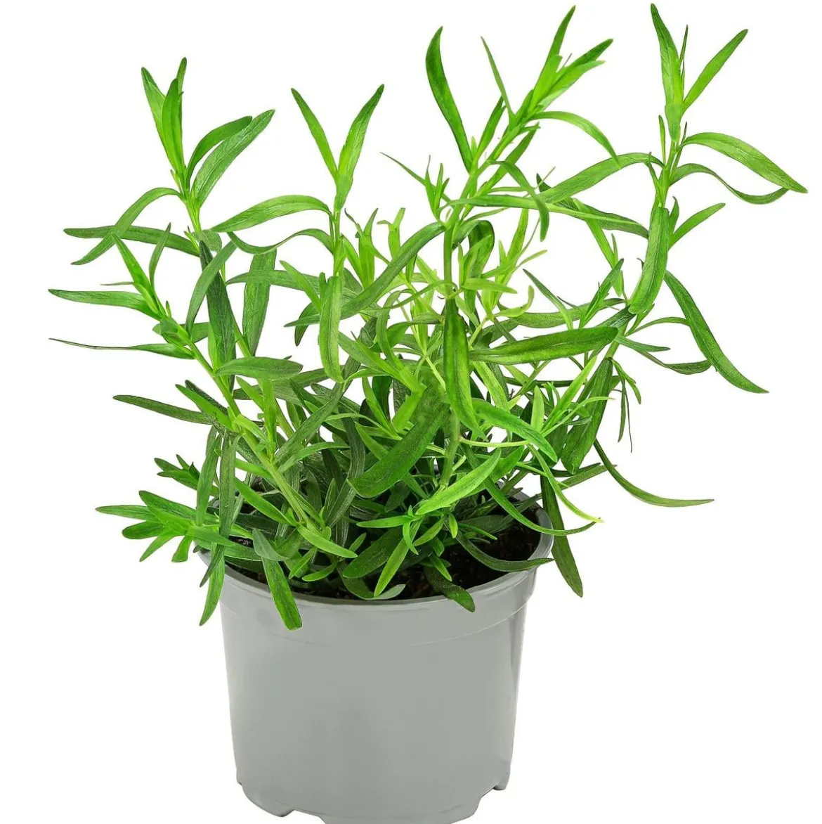 Dehner Gourmet Garten Französischer Estragon