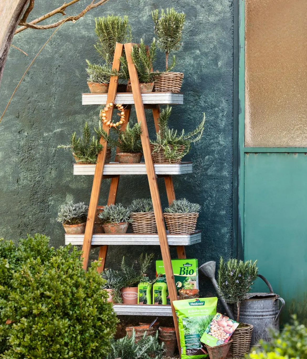 Dehner Gourmet Garten Gewürzlavendel