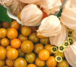 Dehner Gourmet Garten Goldandenbeere