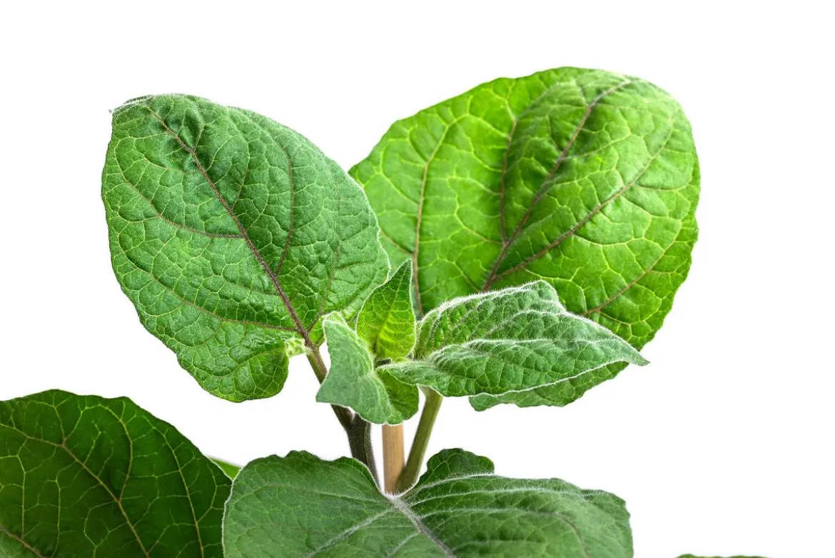 Dehner Gourmet Garten Goldandenbeere