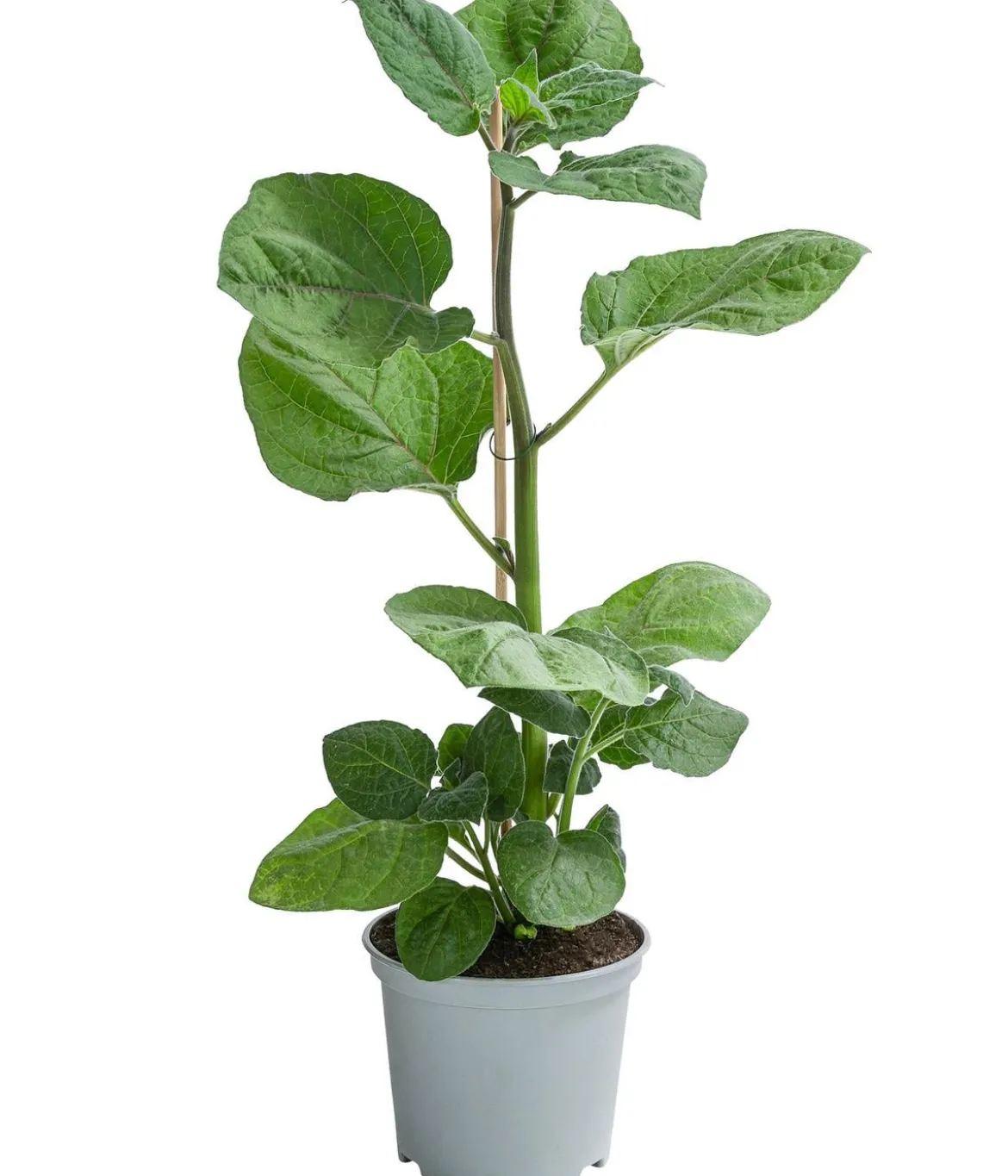 Dehner Gourmet Garten Goldandenbeere