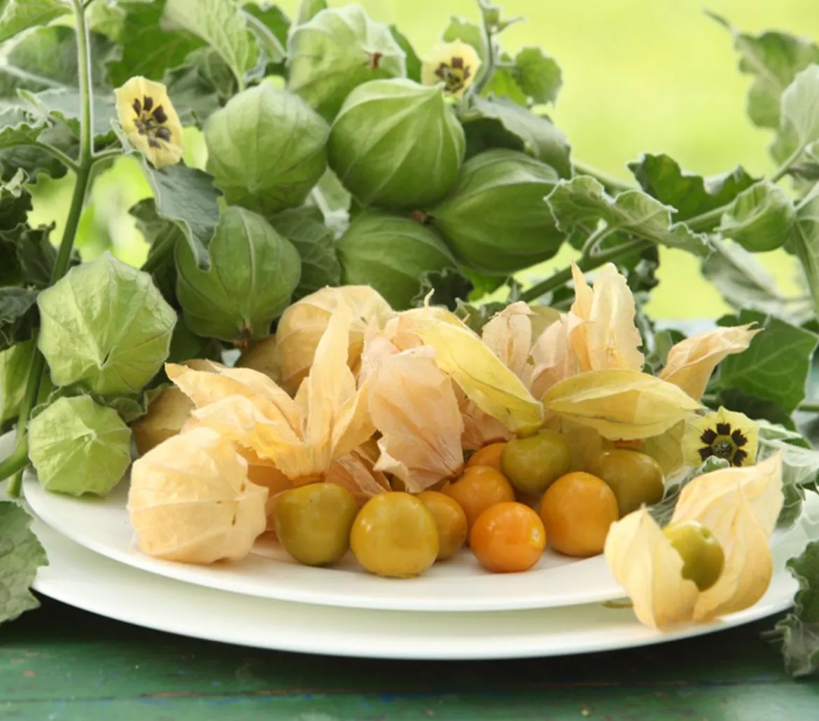 Dehner Gourmet Garten Goldandenbeere