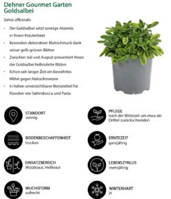Dehner Gourmet Garten Goldsalbei