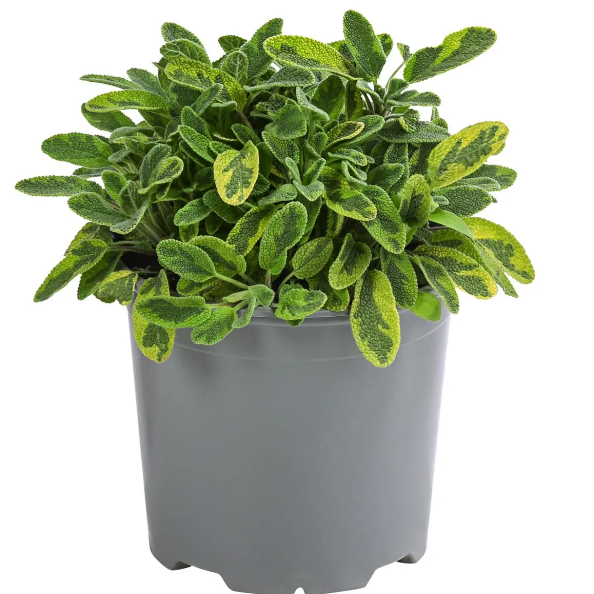 Dehner Gourmet Garten Goldsalbei