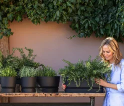 Dehner Gourmet Garten Hänge-Rosmarin
