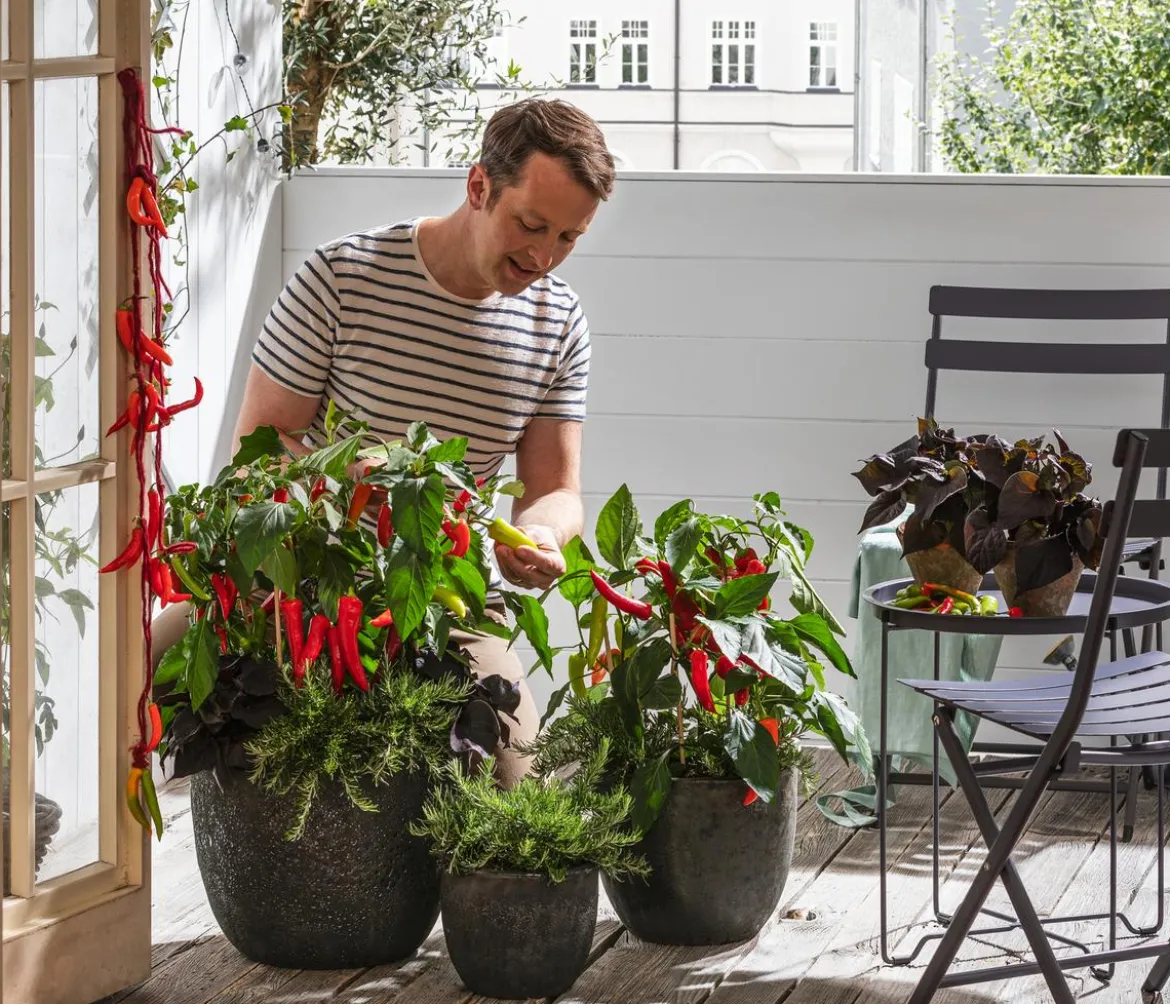 Dehner Gourmet Garten Hänge-Rosmarin