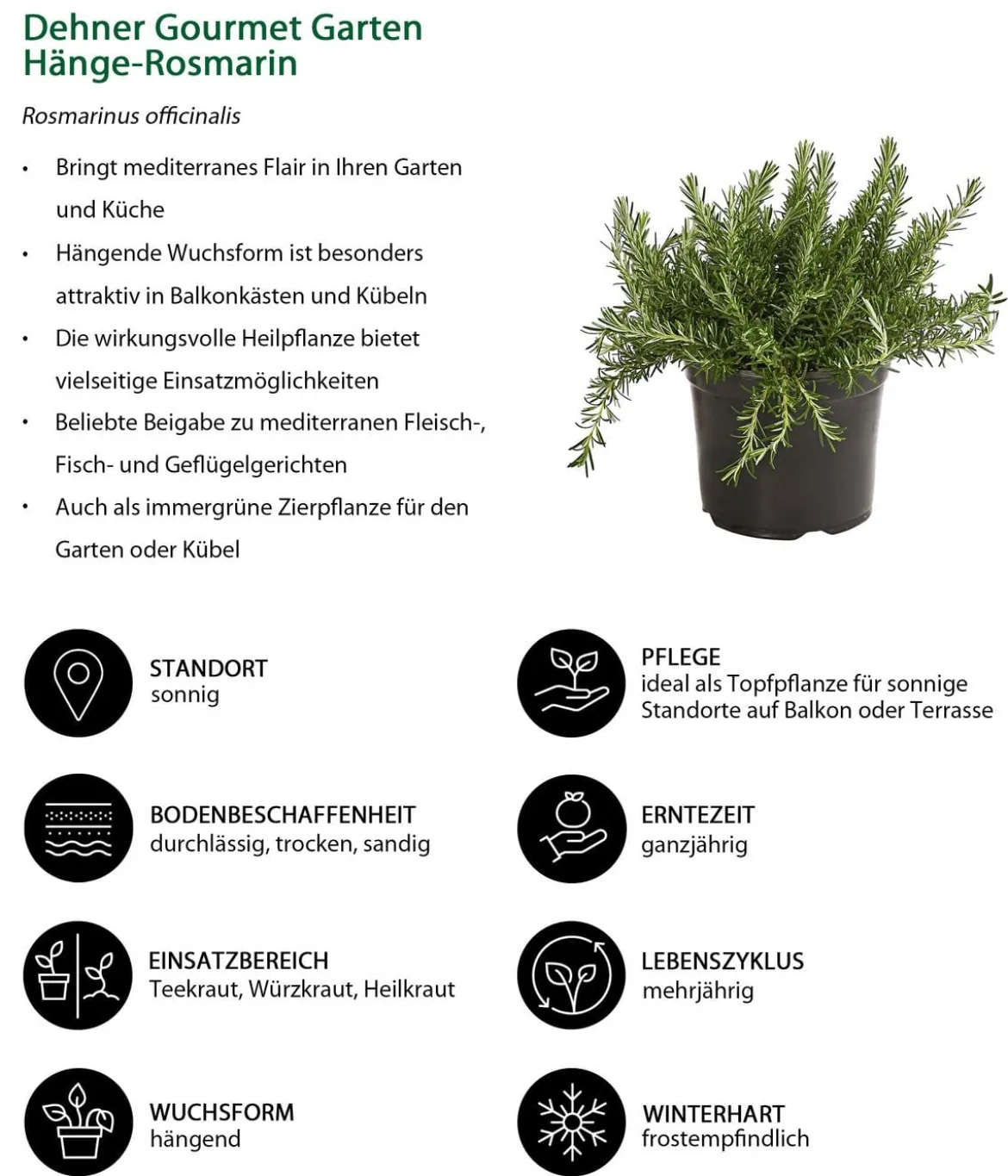 Dehner Gourmet Garten Hänge-Rosmarin