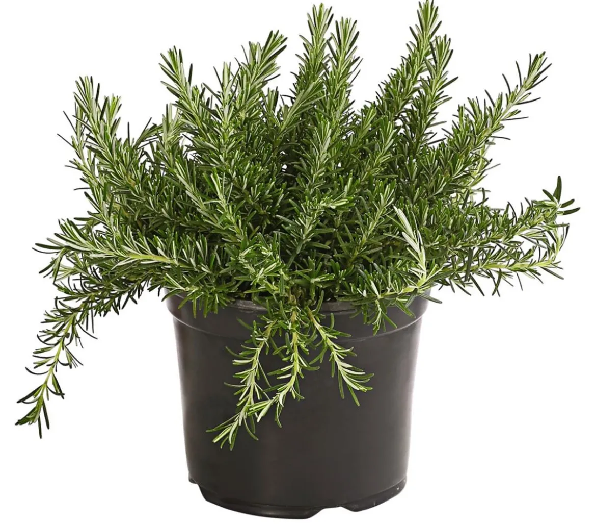 Dehner Gourmet Garten Hänge-Rosmarin