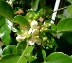 Dehner Gourmet Garten Kaffir-Limette
