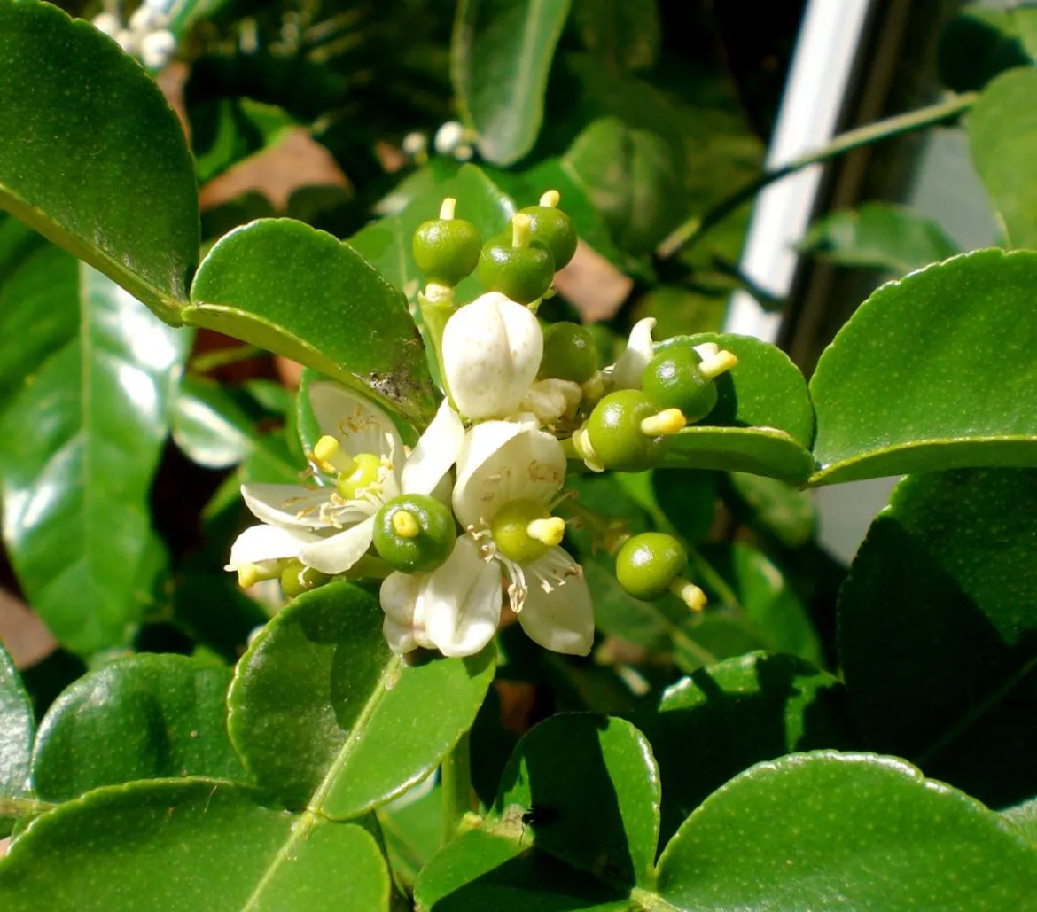 Dehner Gourmet Garten Kaffir-Limette