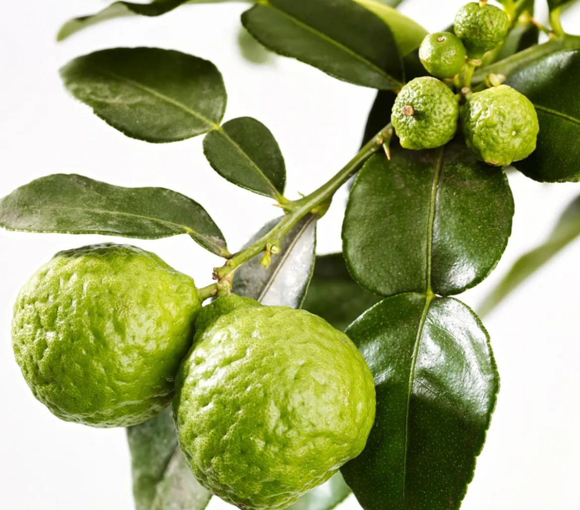 Dehner Gourmet Garten Kaffir-Limette