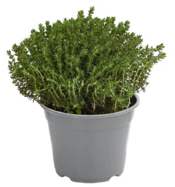 Dehner Gourmet Garten Kugelthymian