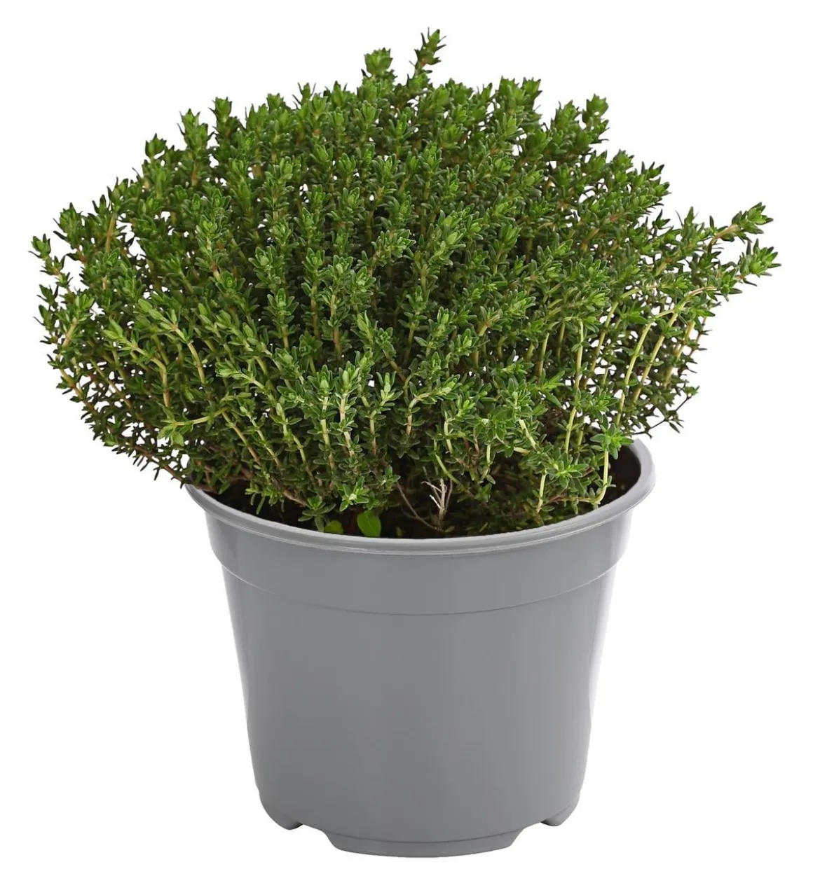 Dehner Gourmet Garten Kugelthymian
