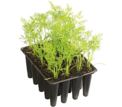 Dehner Gourmet Garten Lange Möhre, 20er Schale
