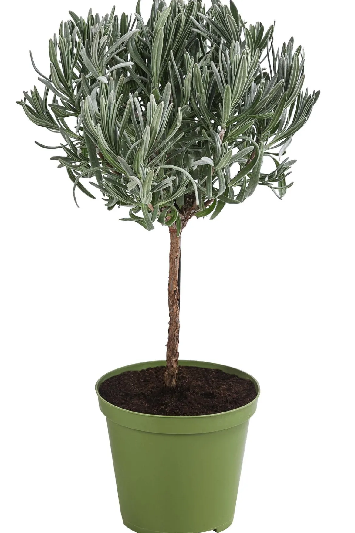Dehner Gourmet Garten Lavendel, Hochstamm