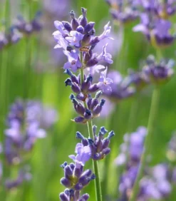 Dehner Gourmet Garten Lavendel, Hochstamm