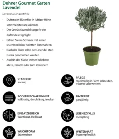 Dehner Gourmet Garten Lavendel, Hochstamm