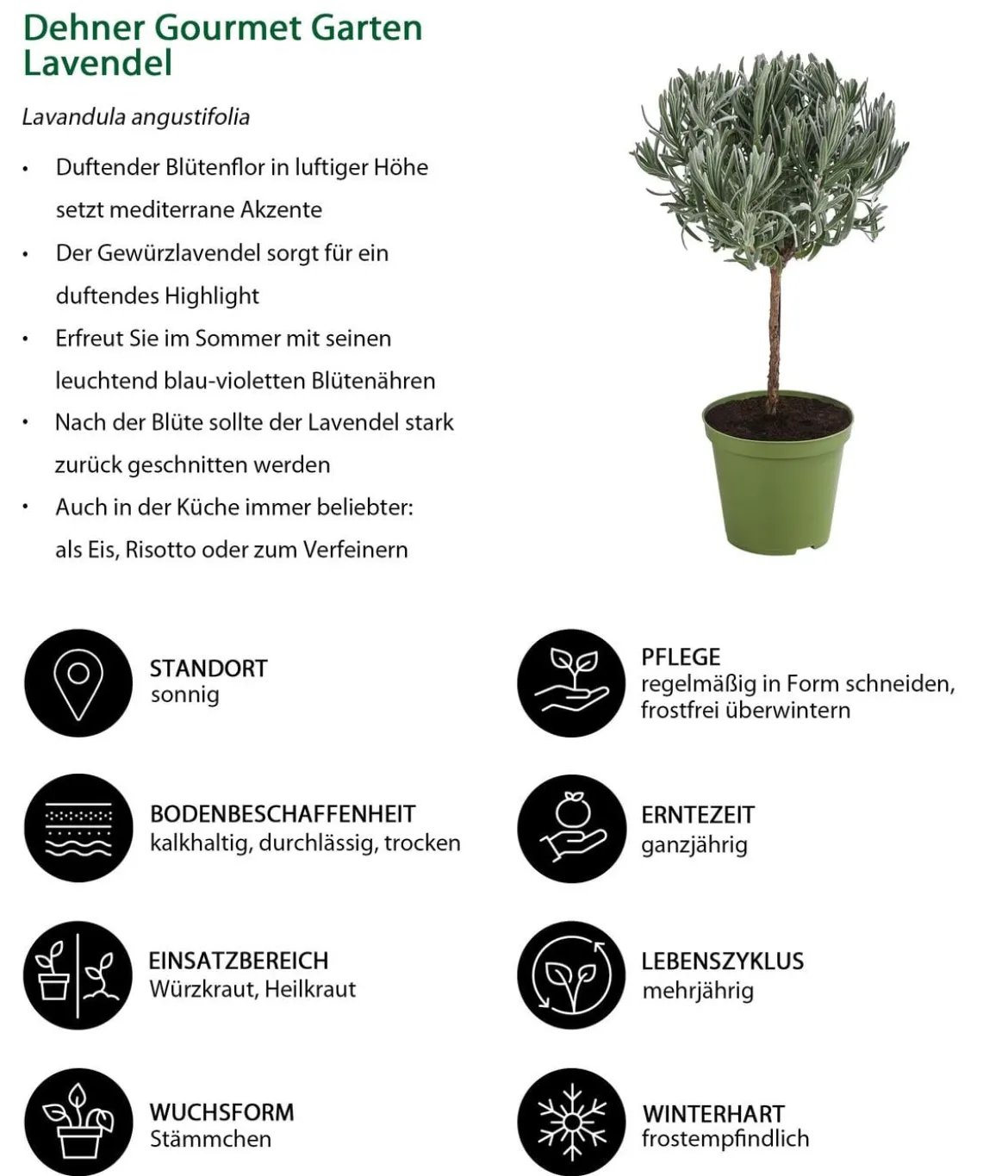 Dehner Gourmet Garten Lavendel, Hochstamm