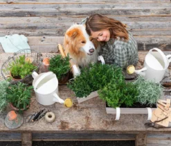 Dehner Gourmet Garten Majoran, einjährig