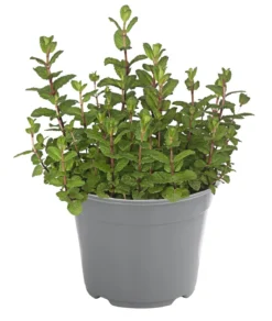 Dehner Gourmet Garten Marokkanische Minze