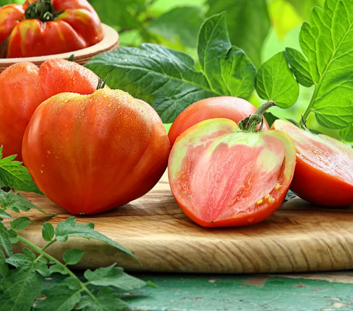 Dehner Gourmet Garten Ochsenherztomate, veredelt