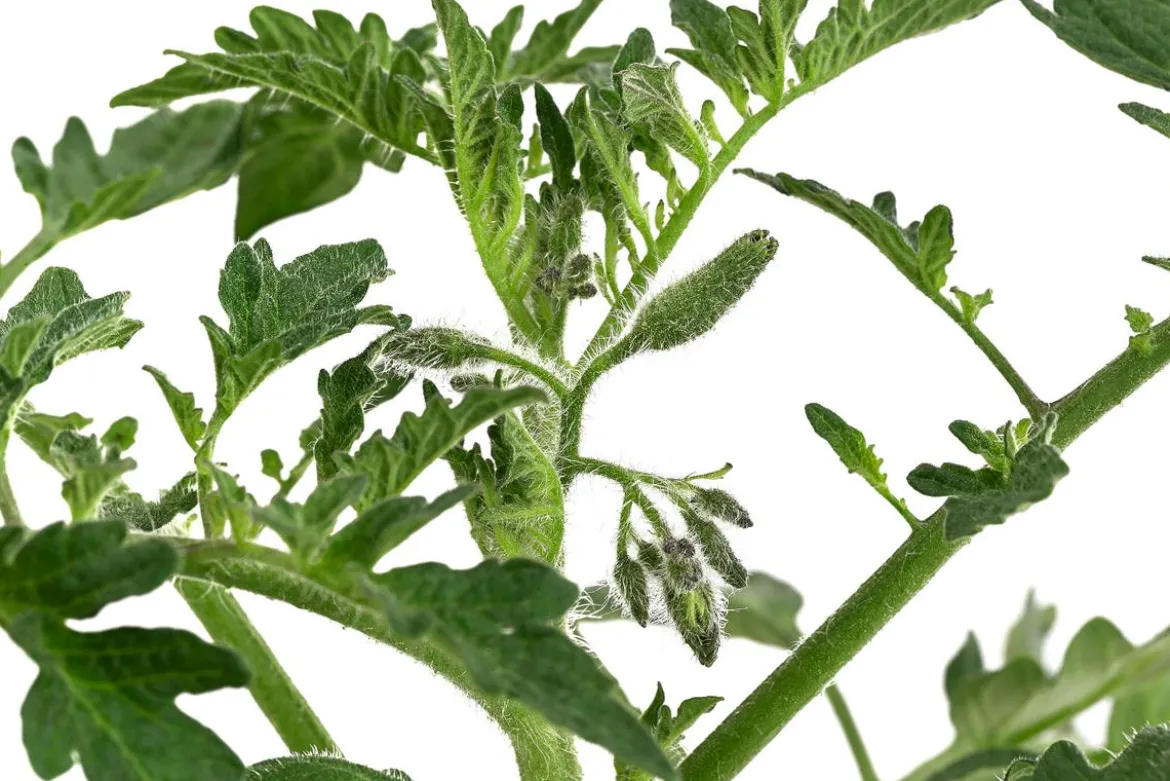 Dehner Gourmet Garten Ochsenherztomate, veredelt