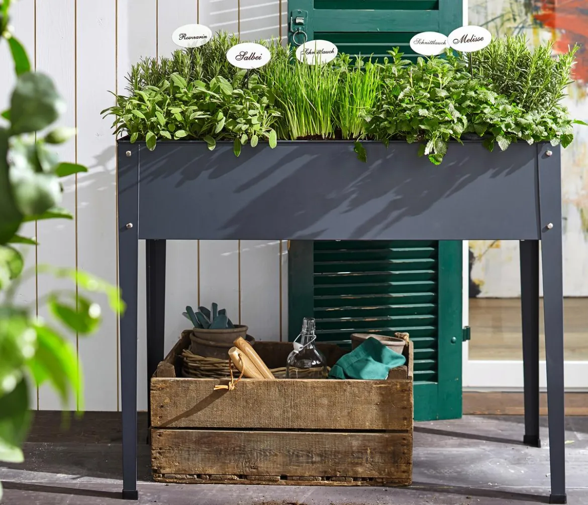 Dehner Gourmet Garten Oregano