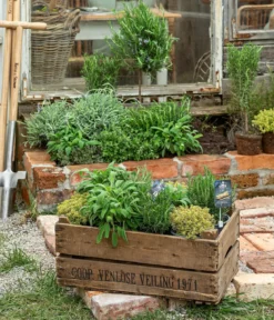 Dehner Gourmet Garten Oregano