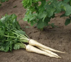 Dehner Gourmet Garten Pastinake