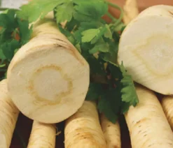 Dehner Gourmet Garten Petersilienwurzel