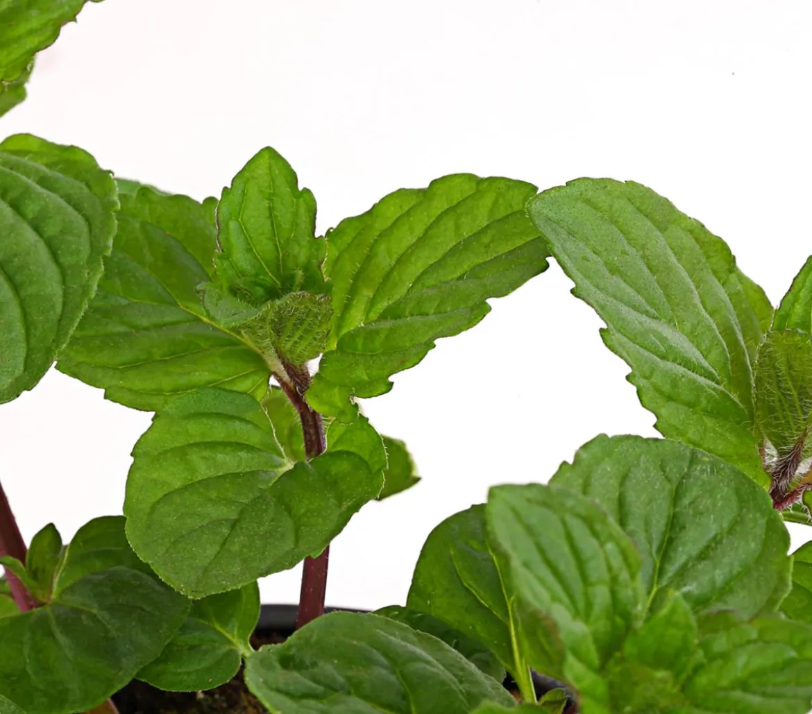 Dehner Gourmet Garten Pfefferminze
