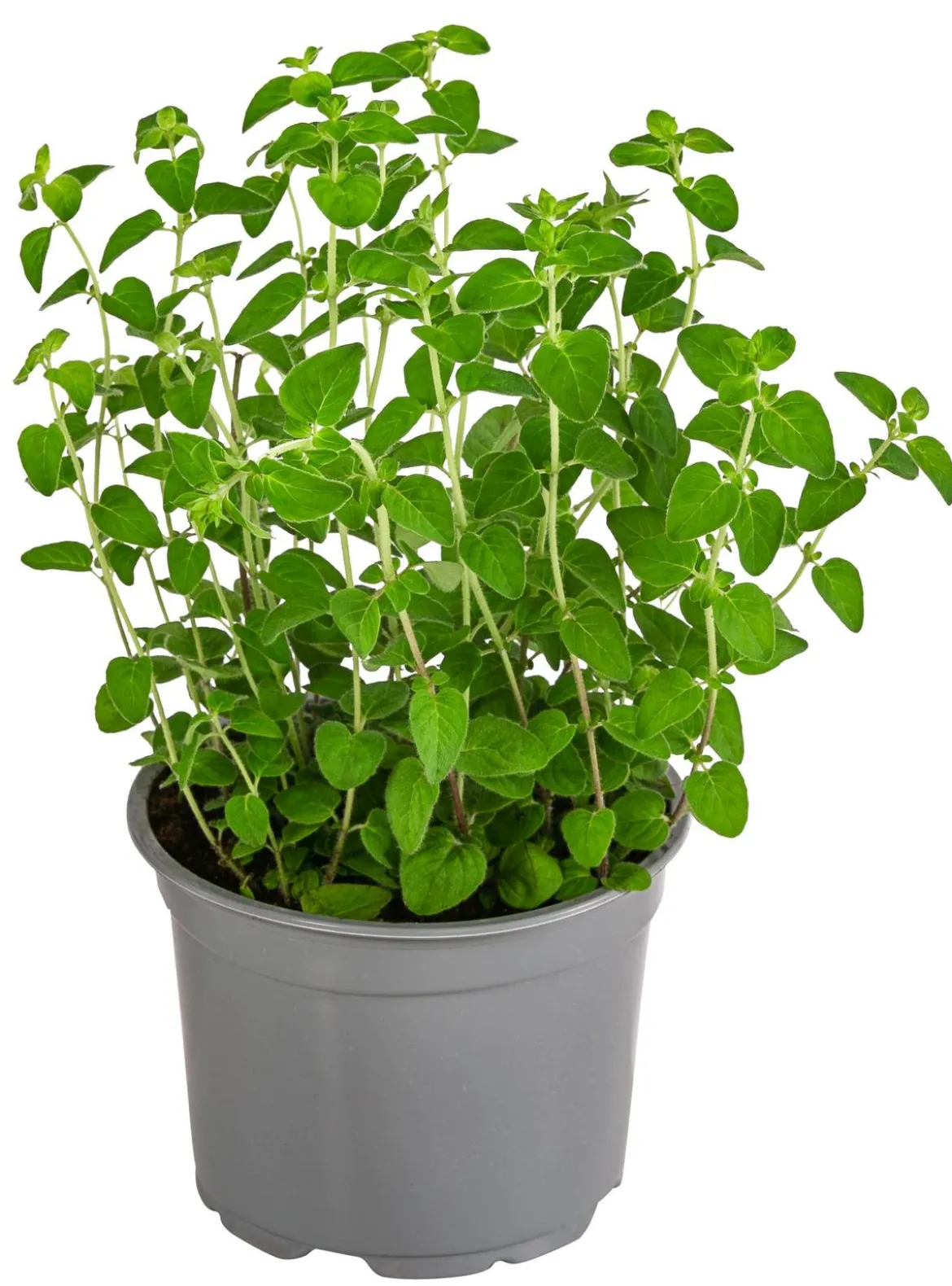Dehner Gourmet Garten Pizza-Oregano