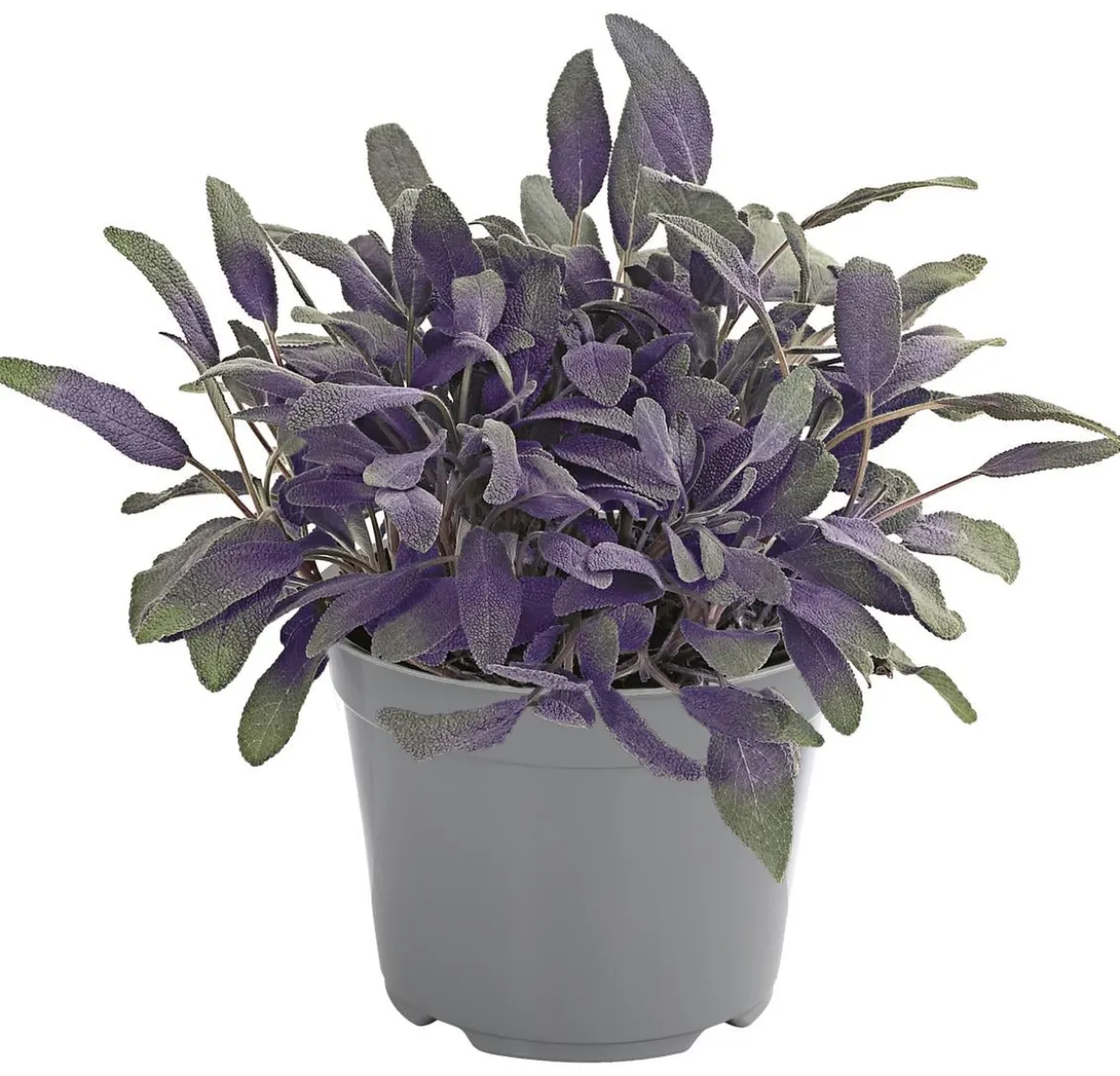 Dehner Gourmet Garten Purpursalbei