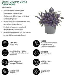 Dehner Gourmet Garten Purpursalbei