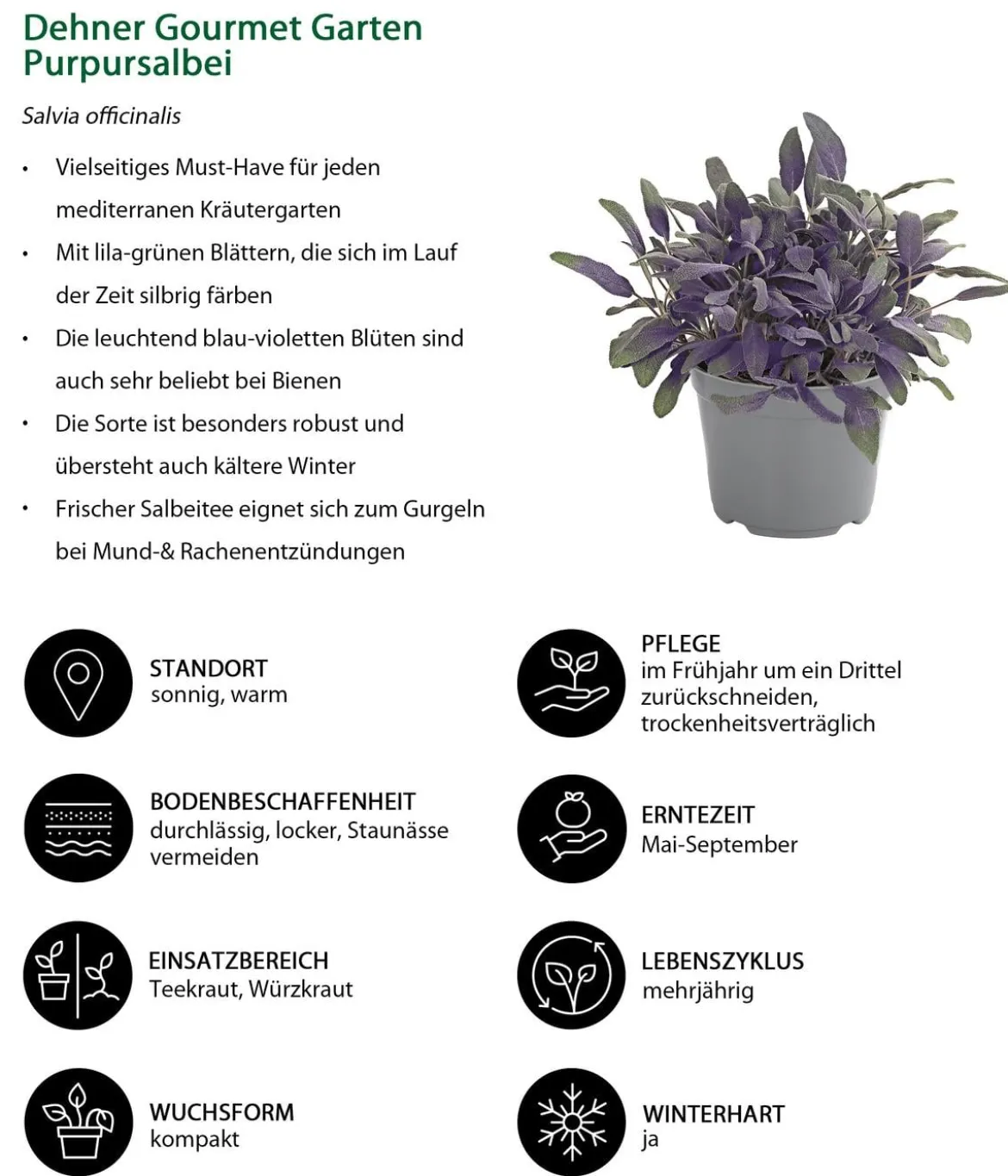 Dehner Gourmet Garten Purpursalbei