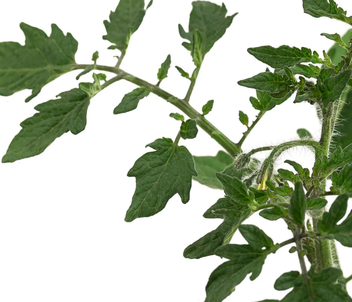 Dehner Gourmet Garten Riesen Steaktomate, veredelt
