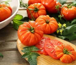 Dehner Gourmet Garten Riesen Steaktomate, veredelt