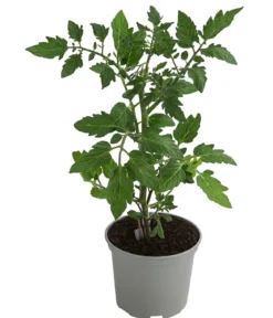 Dehner Gourmet Garten Riesen Steaktomate, veredelt