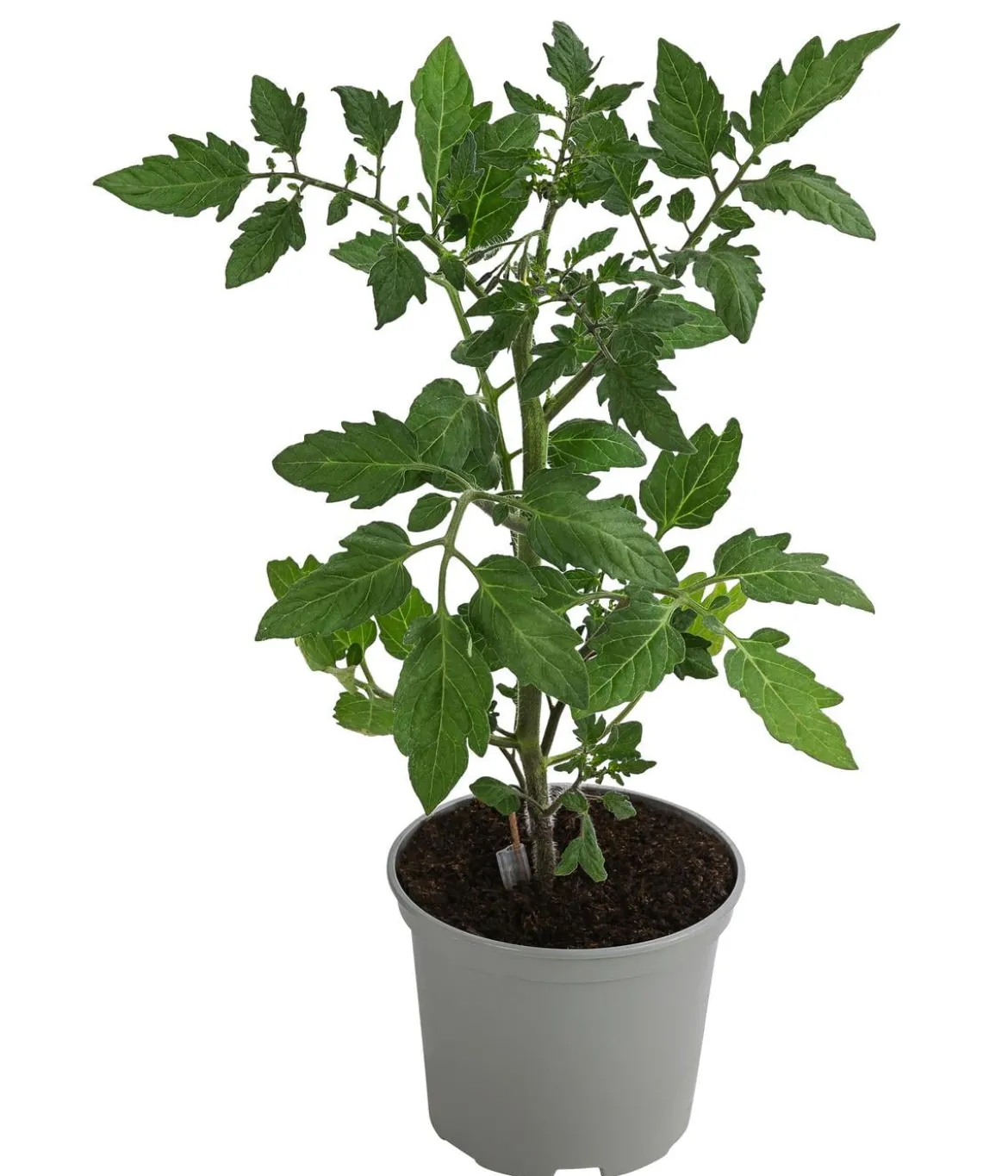 Dehner Gourmet Garten Riesen Steaktomate, veredelt