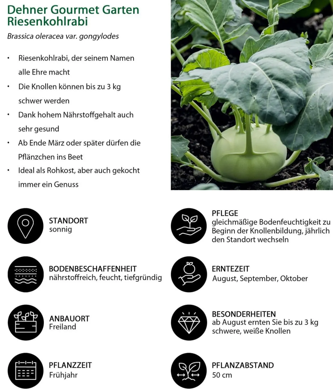 Dehner Gourmet Garten Riesenkohlrabi, 6er Schale