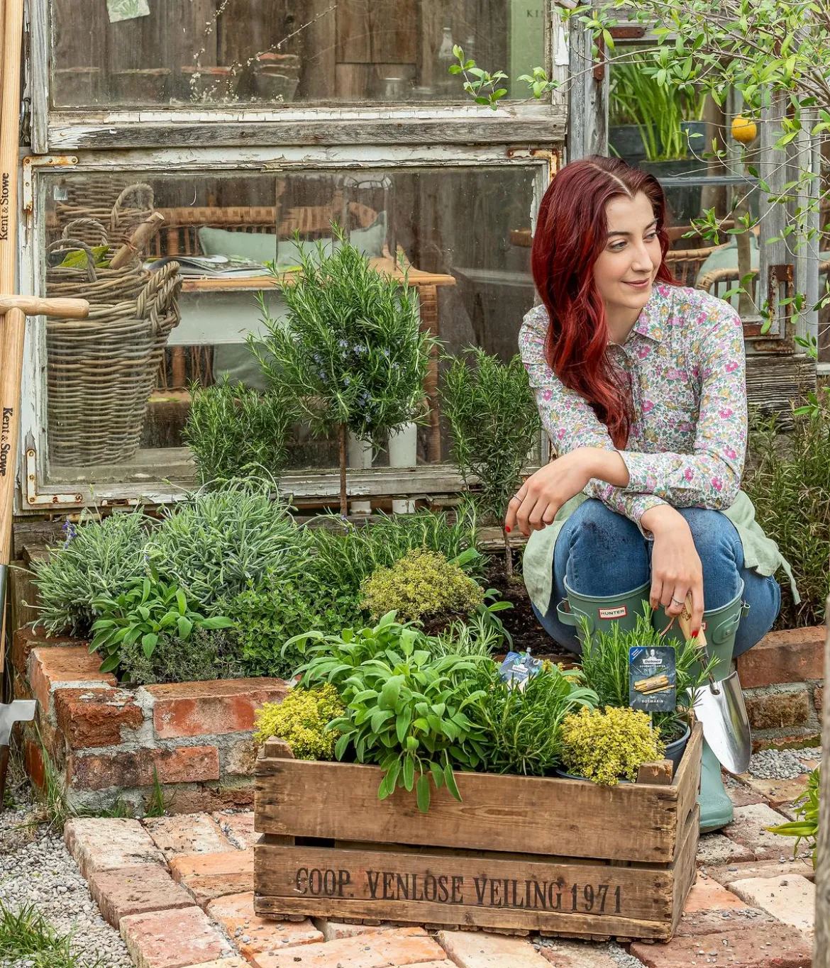 Dehner Gourmet Garten Rosmarin, Stamm