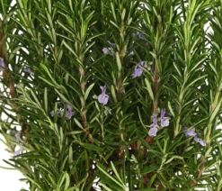 Dehner Gourmet Garten Rosmarin, Stamm