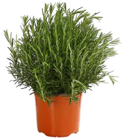 Dehner Gourmet Garten Rosmarin