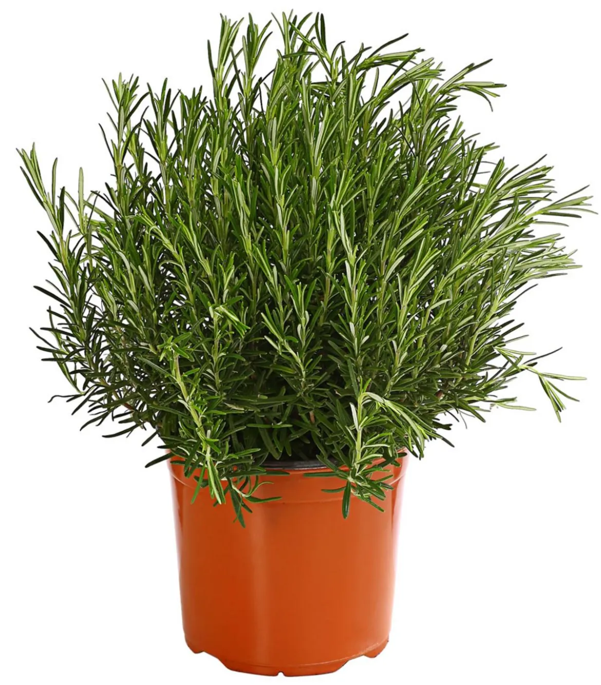 Dehner Gourmet Garten Rosmarin