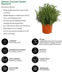 Dehner Gourmet Garten Rosmarin