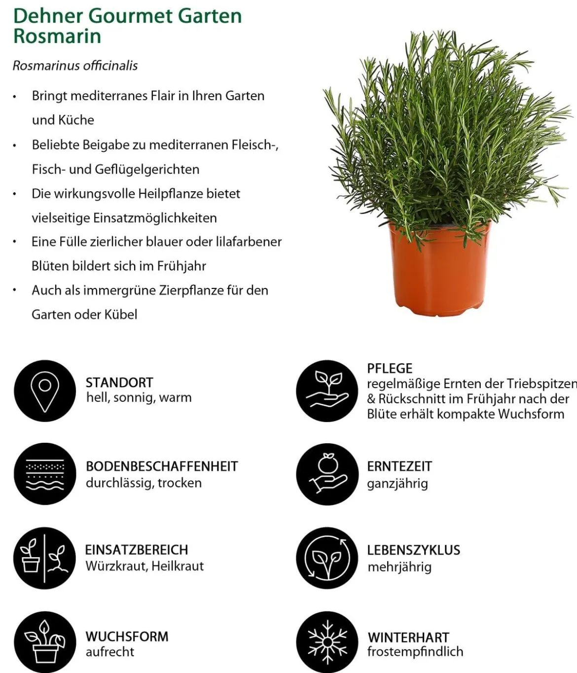 Dehner Gourmet Garten Rosmarin